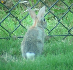 rabbit5