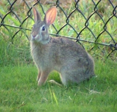 rabbit6