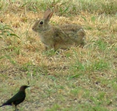 rabbit7