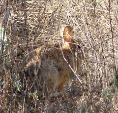 rabbit8