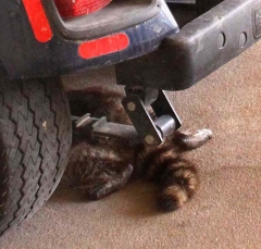 3633