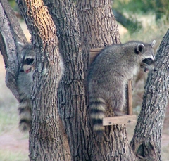 DSCF4943coon23