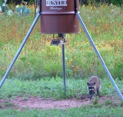 coon1