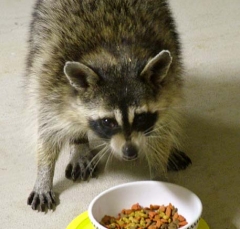coon10