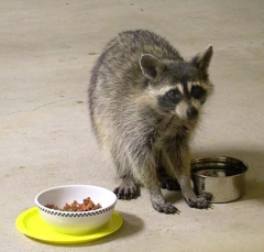 coon11