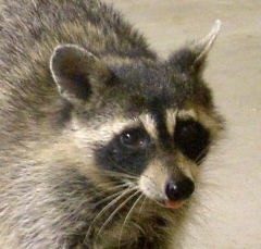 coon12