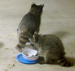 coon13