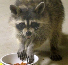 coon14