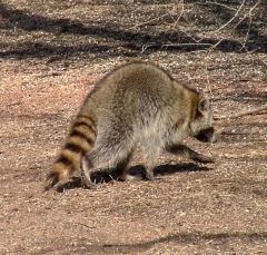 coon15_lg