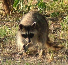 coon16