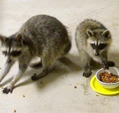coon2