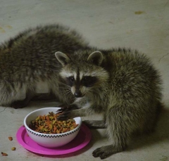 coon3_lg