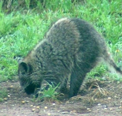 coon4