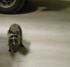 coon5