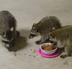 coon6