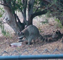 coon7