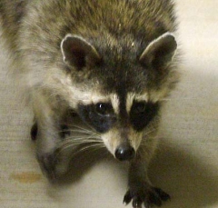 coon8