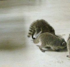coon9