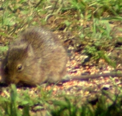 rat1