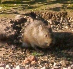 rat2