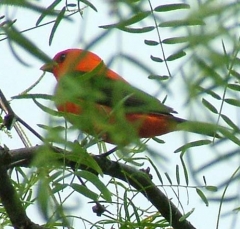 DSCF6231-1