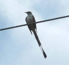 flycatcher1