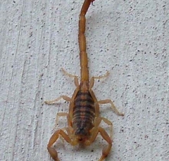 scorp1