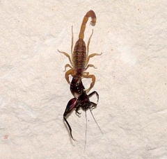 scorpion3