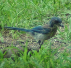 jay1