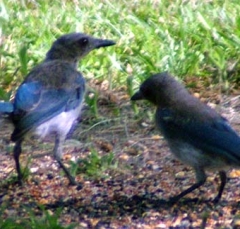 jay3