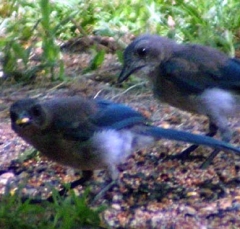 jay4