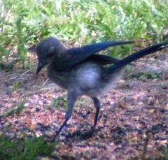 jay5