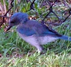 jay6