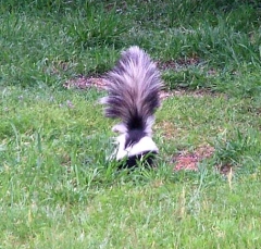 skunk1