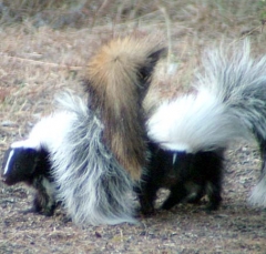 skunk10
