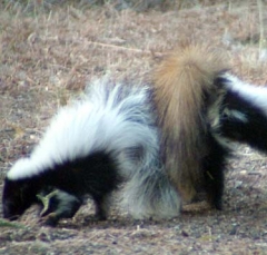 skunk11