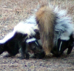 skunk12