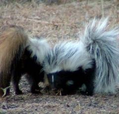 skunk13