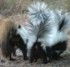 skunk14