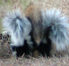 skunk15