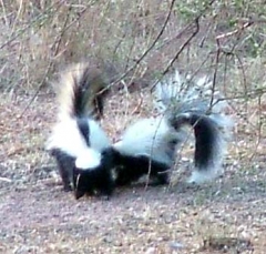 skunk16