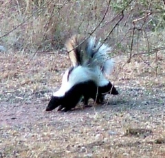 skunk17