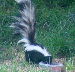 skunk2