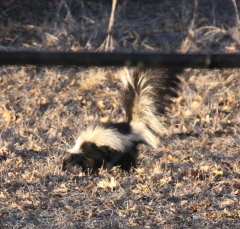 skunk2534