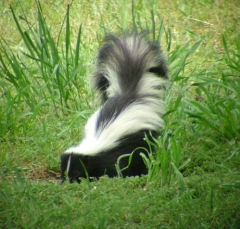skunk3