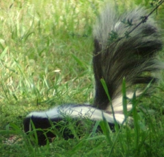 skunk5