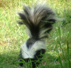 skunk6