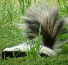 skunk7