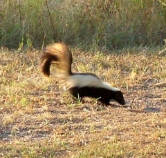 skunk8
