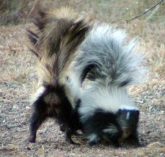 skunk9